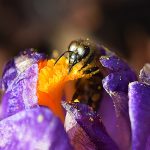 Bienen Fruehstueck
