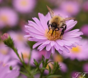 Bienen und Nektar